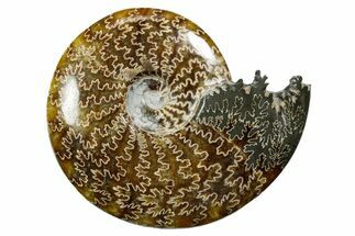 Polished Ammonite (Cleoniceras) Fossil - Madagascar #352361