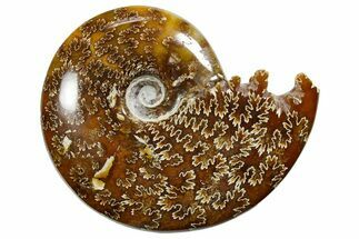 Polished Ammonite (Cleoniceras) Fossil - Madagascar #352365