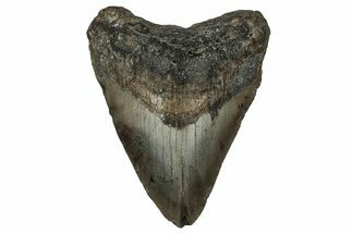 Fossil Megalodon Tooth - North Carolina #351178