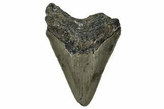 Serrated, Juvenile Megalodon Tooth - North Carolina #351196