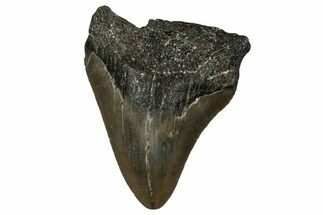 Serrated, Juvenile Megalodon Tooth - North Carolina #351197