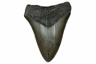 Serrated, Juvenile Megalodon Tooth - North Carolina #351198