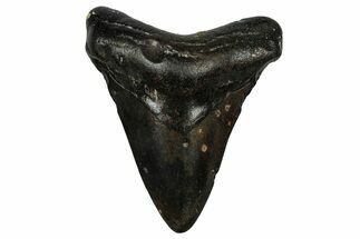 Juvenile Megalodon Tooth - North Carolina #351199