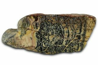 Proterozoic Columnar Stromatolite (Asperia) Section - Australia #353608