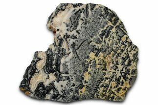 Proterozoic Columnar Stromatolite (Asperia) Slab - Australia #353617