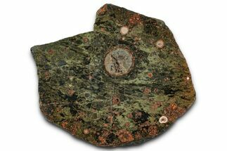 Polished Spherulitic Rhyolite Slab - Australia #353681