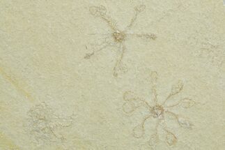 Two Floating Crinoid (Saccocoma) Fossils - Solnhofen Limestone #353565
