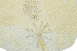 Floating Crinoid (Saccocoma) Fossils - Solnhofen Limestone #353568