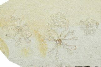 Four Floating Crinoid (Saccocoma) Fossils - Solnhofen Limestone #353571