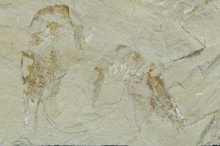 Recently Added For Sale