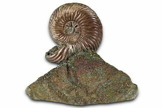 Iridescent, Pyritized Ammonite (Quenstedticeras) Fossil Display #353740