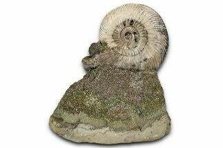 Iridescent, Pyritized Ammonite (Quenstedticeras) Fossil Display #353746