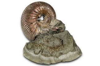 Iridescent, Pyritized Ammonite (Quenstedticeras) Fossil Display #353749