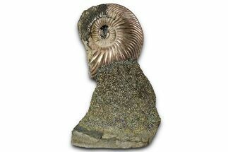 Iridescent, Pyritized Ammonite (Quenstedticeras) Fossil Display #353754