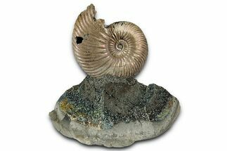 Iridescent, Pyritized Ammonite (Quenstedticeras) Fossil Display #353762