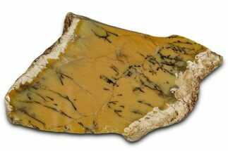 Polished Yellow Dendritic Opal Slab - Western Australia #353799