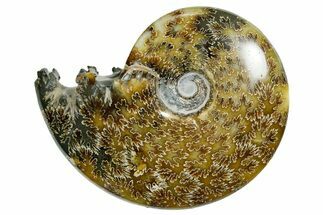 Polished Ammonite (Cleoniceras) Fossil - Madagascar #352374
