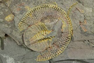 Trinucleid Trilobite (Declivolithus) - Mecissi, Morocco #353391