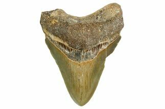 Serrated, Fossil Megalodon Tooth - North Carolina #351746