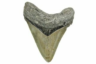 Serrated, Juvenile Megalodon Tooth - North Carolina #352416