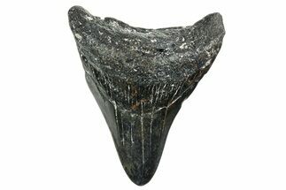 Juvenile Megalodon Tooth - North Carolina #352417