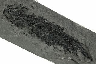 Fish Fossils For Sale