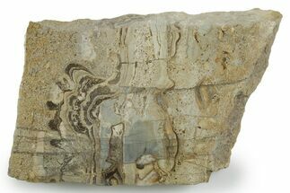 Upper Carboniferous Stromatolite Slab - Fife, Scotland #353853