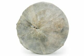 Jurassic Sea Urchin (Clypeus) Fossil - England #353865