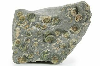 Fossil Ammonite (Promicroceras) Cluster - Marston Magna, England #353870