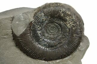 Jurassic Ammonite (Dactylioceras) Fossil - England #353871