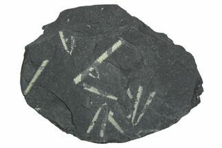 Fossil Graptolite (Didymograptus) Cluster - Wales #353835