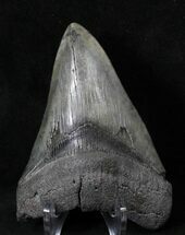 Megalodon Tooth - River in Georgia #18914