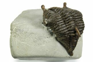 Rare, Fossil Encrinurus Trilobite - Malvern, England #353843