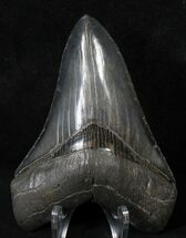 Glossy Megalodon Tooth - River in Georgia #18915