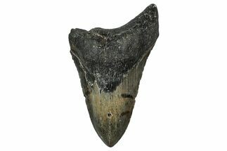 Bargain, Fossil Megalodon Tooth - North Carolina #351141