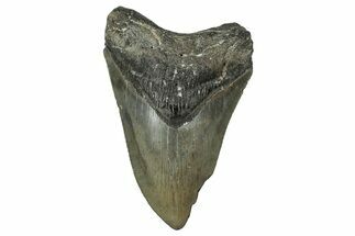 Serrated, Fossil Megalodon Tooth - North Carolina #351144