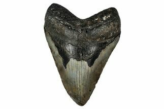 Fossil Megalodon Tooth - North Carolina #351146