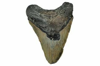 Fossil Megalodon Tooth - North Carolina #351171