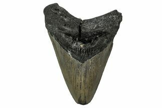 Fossil Megalodon Tooth - North Carolina #351172
