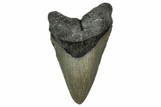 Fossil Megalodon Tooth - North Carolina #351175
