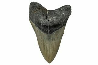 Serrated, Fossil Megalodon Tooth - North Carolina #351757