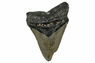 Bargain, Fossil Megalodon Tooth - North Carolina #351758
