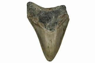 Bargain, Fossil Megalodon Tooth - North Carolina #351759