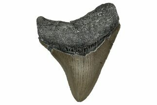 Serrated, Juvenile Megalodon Tooth - North Carolina #351768