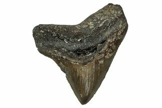 Serrated, Juvenile Megalodon Tooth - North Carolina #351769