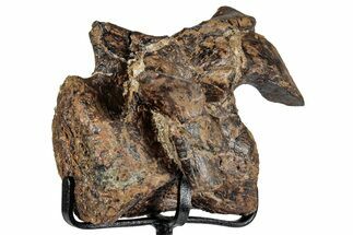Rare, Dinosaur (Stegosaurus) Cervical Vertebra - Wyoming #354021