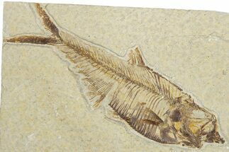 Detailed Fossil Fish (Diplomystus) - Wyoming #354029