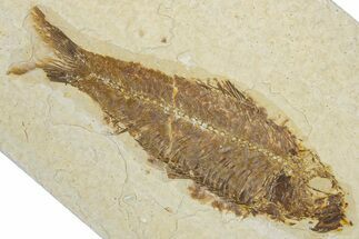 Detailed Fossil Fish (Knightia) - Wyoming #354032