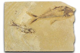 Slab With Two Fossil Fish (Diplomystus & Knightia) - Wyoming #354040