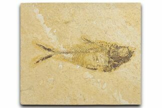 Detailed Fossil Fish (Diplomystus) - Wyoming #354049